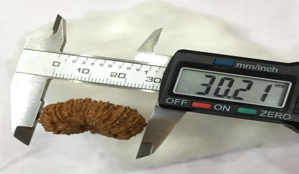 Rudraksha measurement showing dimensions for certification