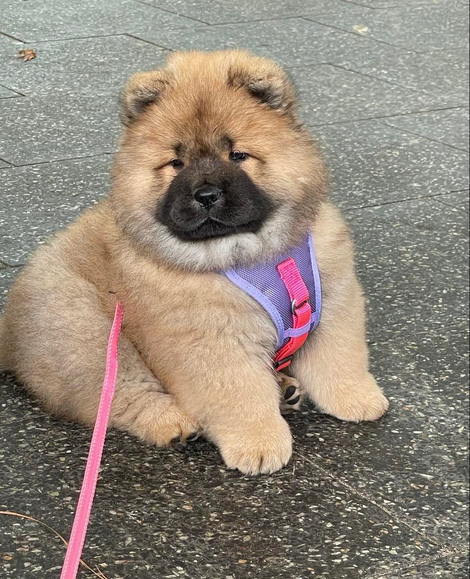 Mia - A2O CH C.I.B. CH. Rynkls Majyc Is About - Adorable puppy in pink harness