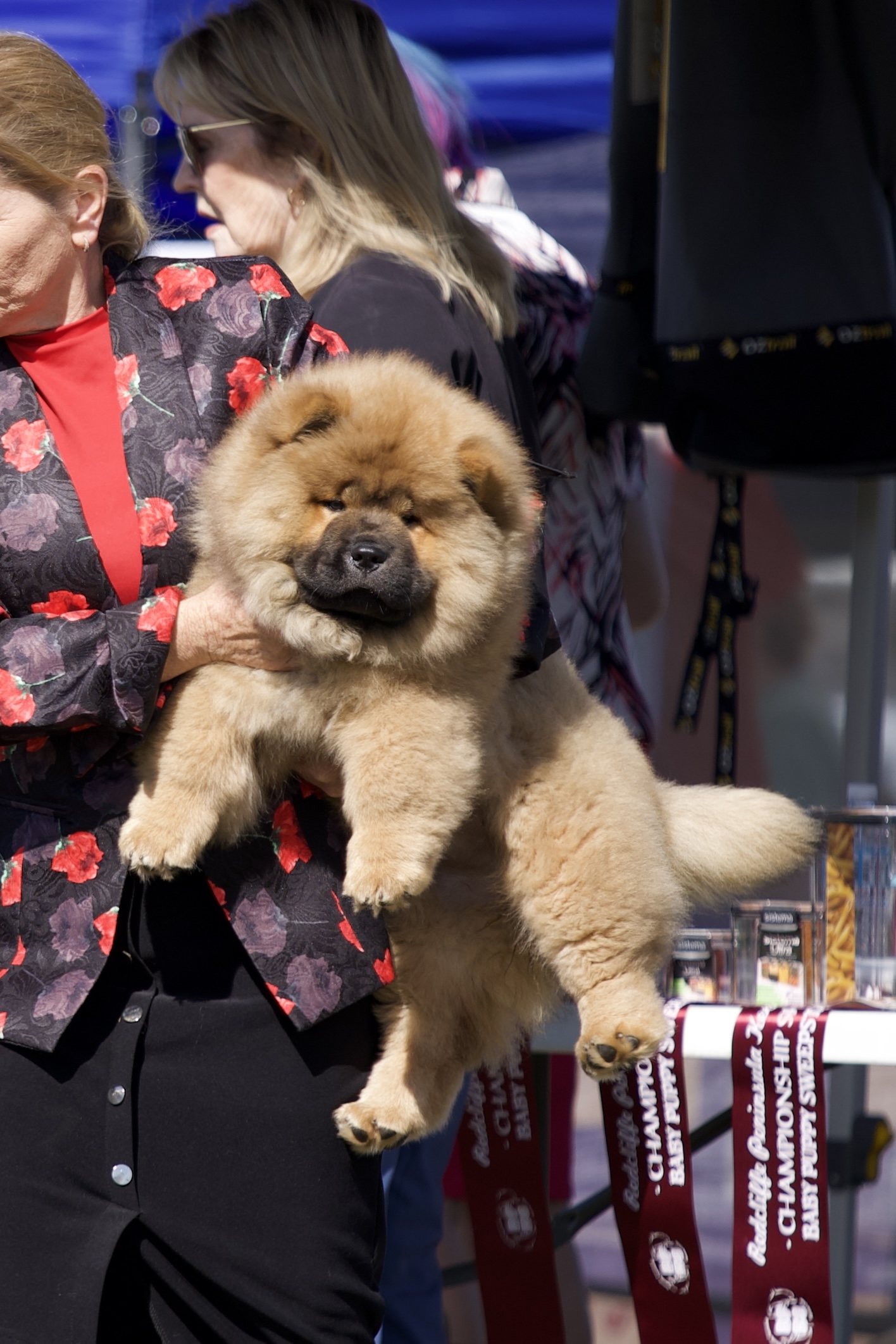 Zara - Baby Puppy Sweepstakes win at Redcliffe