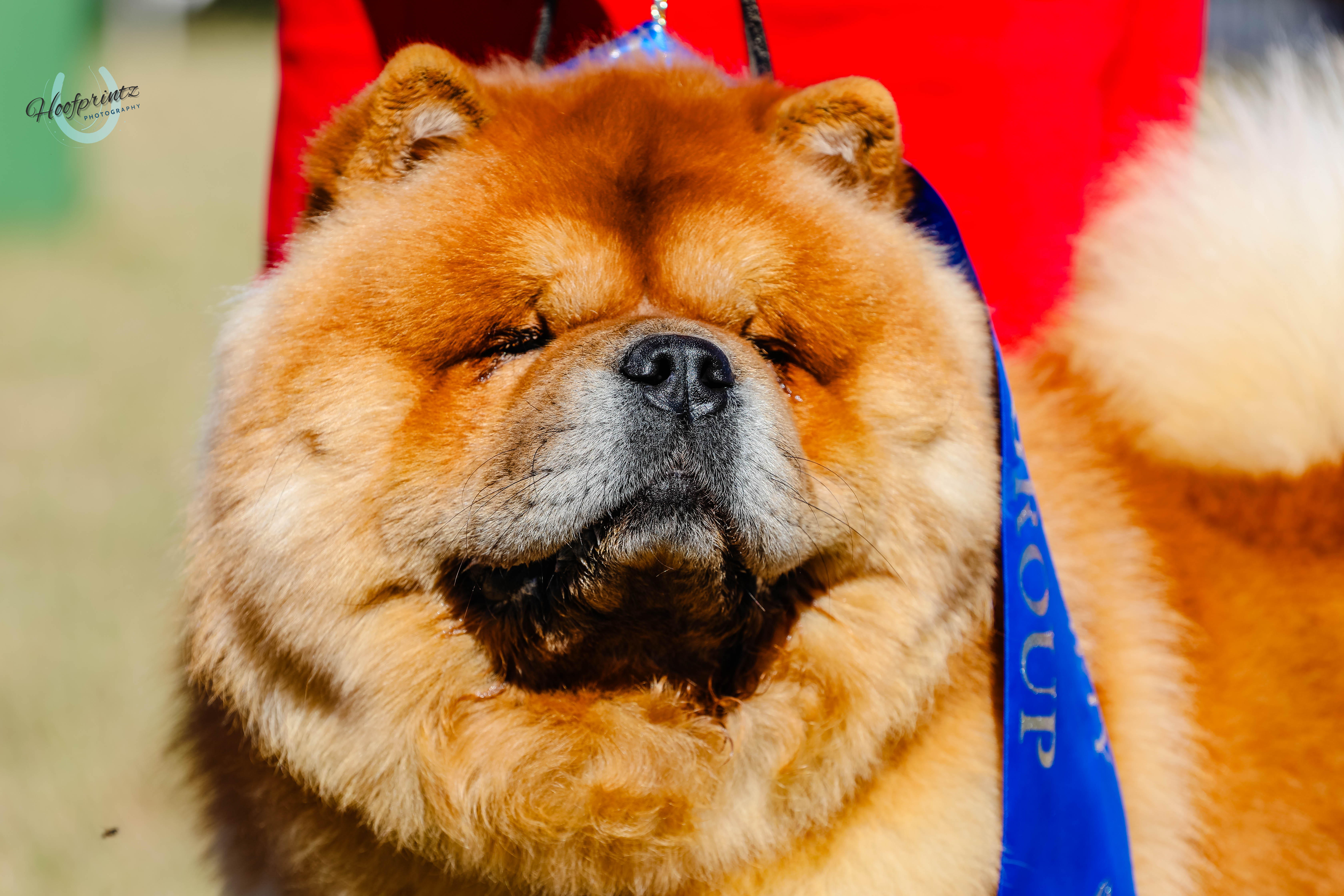 Big Mac - CH. Katasia Want Fries With That close-up portrait with ribbon